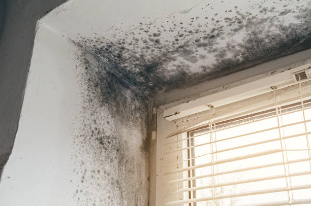 Trusted Black Mold Removal service in Schellsburg, PA - Cheap Mold Removal